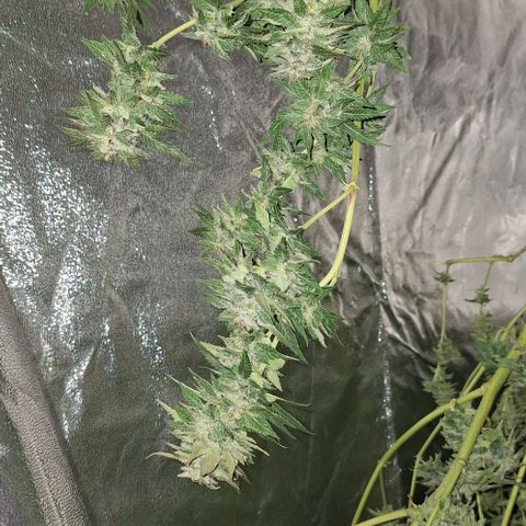 Banana krumble  growlog timeline photo