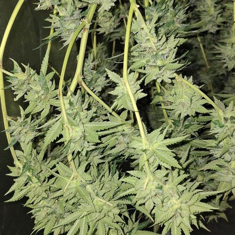 Banana krumble  growlog timeline photo