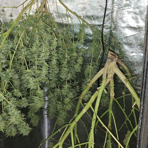 Banana krumble  growlog timeline photo