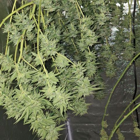 Banana krumble  growlog timeline photo