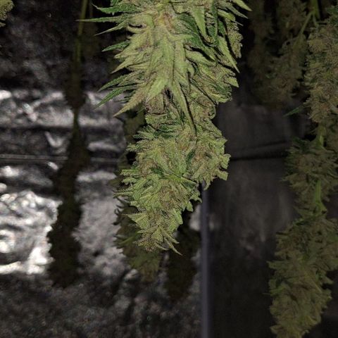 Bruised banana  growlog timeline photo