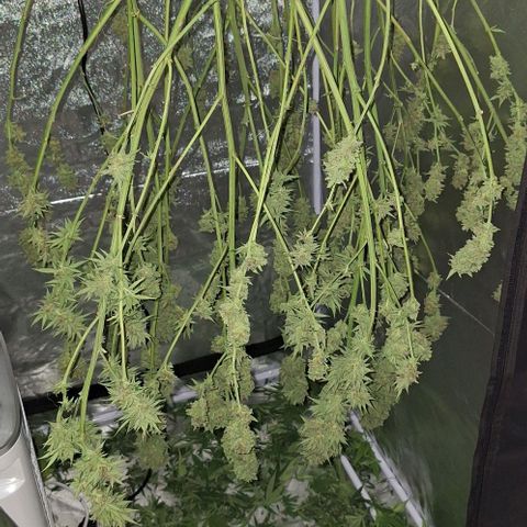 Bruised banana  growlog timeline photo