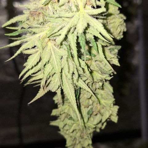 Bruised banana  growlog timeline photo