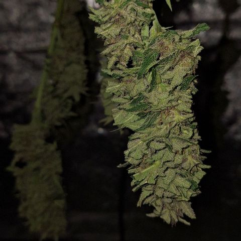 Bruised banana  growlog timeline photo