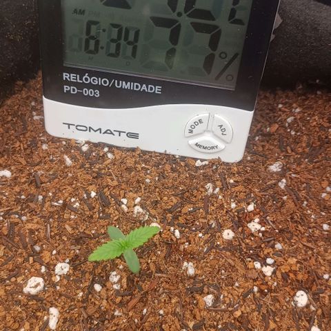 Cinderella 99 Auto  growlog photo: Já mostrando sinais de sativa, folhas finas longas