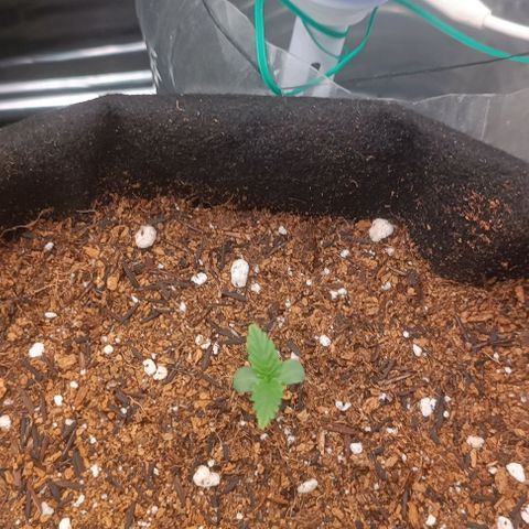 Canna Black Dragon Auto growlog photo: Folhas curtas e grossas. Indica