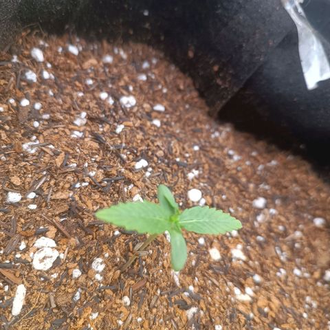 Cinderella 99 Auto  growlog photo: Saindo as folhinhas
