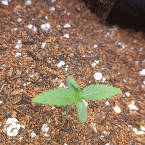 Cinderella 99 Auto  growlog timeline photo