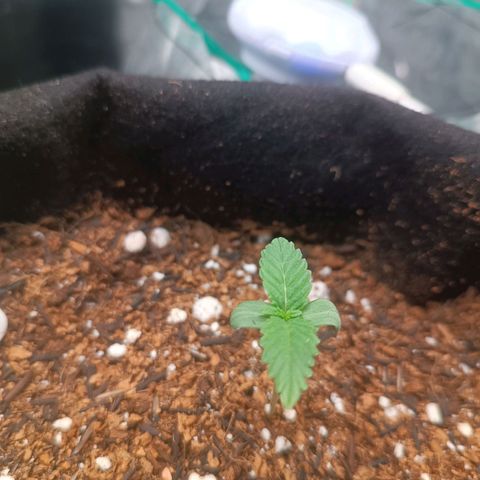 Canna Black Dragon Auto growlog timeline photo