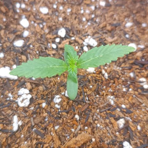 Cinderella 99 Auto  growlog timeline photo