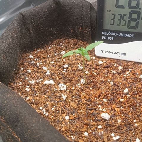 Cinderella 99 Auto  growlog timeline photo