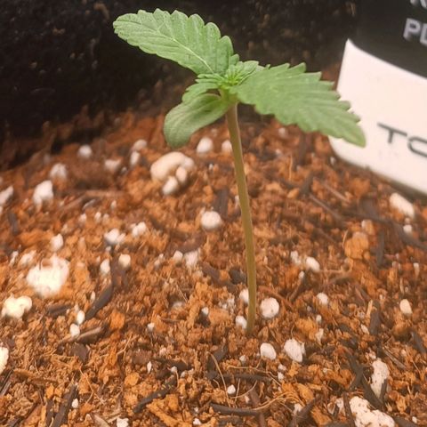 Canna Black Dragon Auto growlog timeline photo