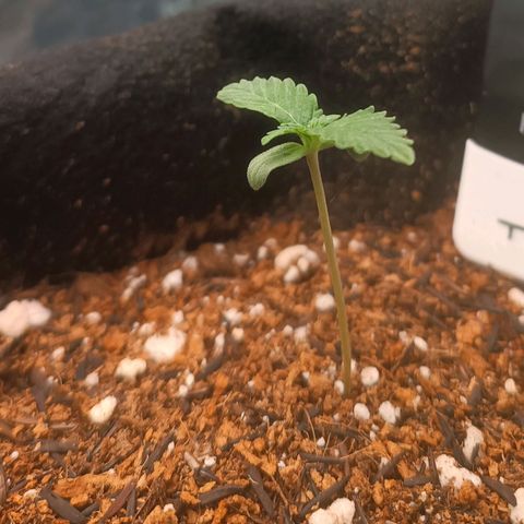 Canna Black Dragon Auto growlog timeline photo
