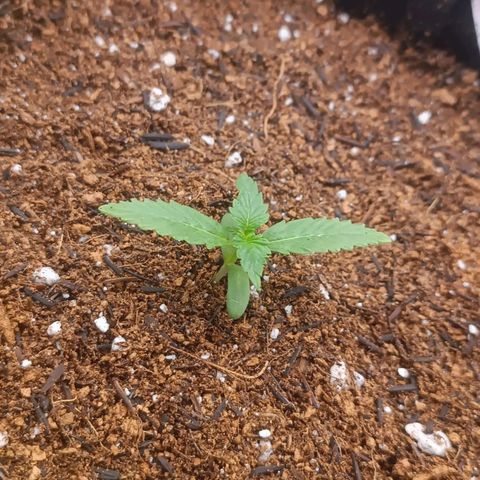 Cinderella 99 Auto  growlog timeline photo