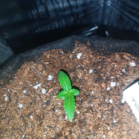 Canna Black Dragon Auto growlog timeline photo