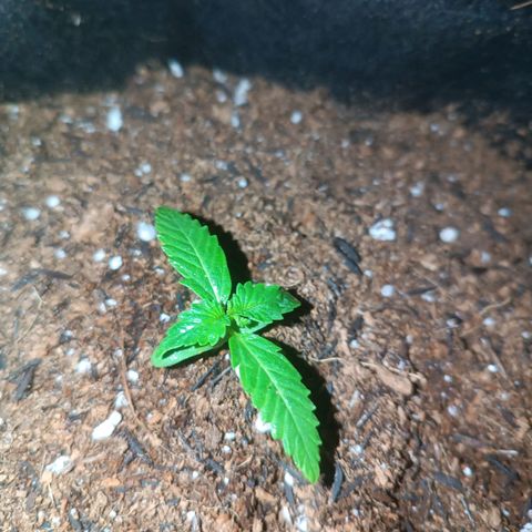 Cinderella 99 Auto  growlog timeline photo