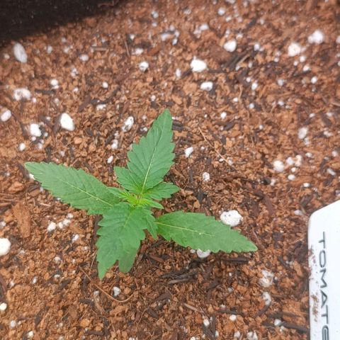 Cinderella 99 Auto  growlog photo: Crescendo mais rápido depois que a luz ficou mais próxima