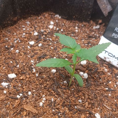 Cinderella 99 Auto  growlog photo: Crescendo mais rápido depois que a luz ficou mais próxima