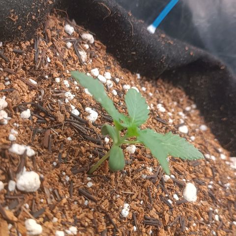 Canna Black Dragon Auto growlog photo: Luz mais baixa, crescimento mais acelerado