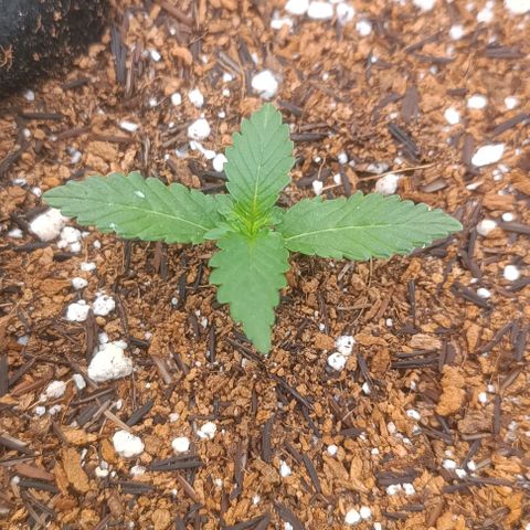 Canna Black Dragon Auto growlog photo: Luz mais baixa, crescimento mais acelerado