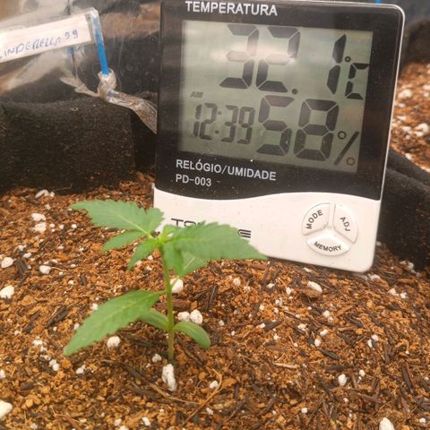 Cinderella 99 Auto  growlog photo: Estamos enfrentando temperaturas muito altas no grow