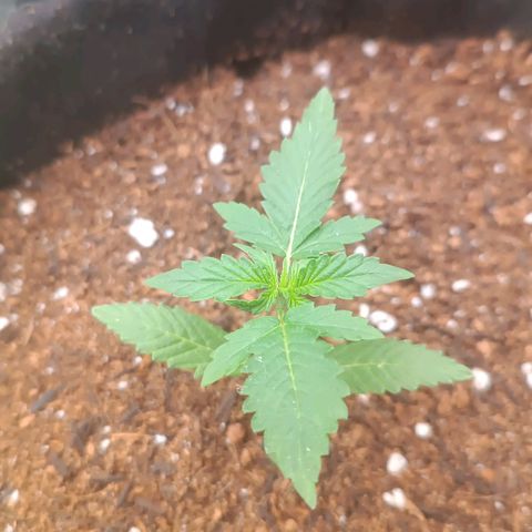 Cinderella 99 Auto  growlog photo: Crescendo a todo vapor