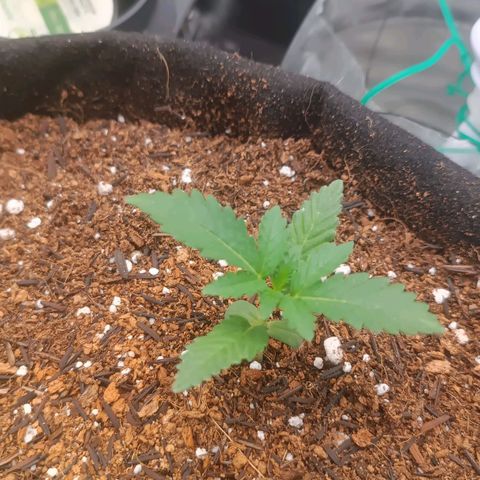 Canna Black Dragon Auto growlog photo: Ta pequenininha, mas ta crescendo