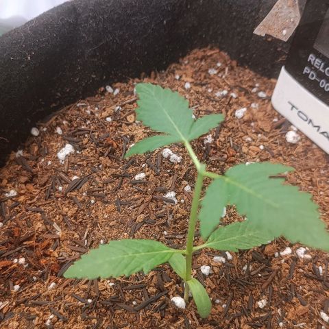 Cinderella 99 Auto  growlog photo: Pós poda
