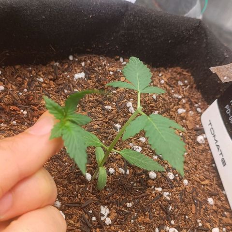 Cinderella 99 Auto  growlog photo: Pós poda