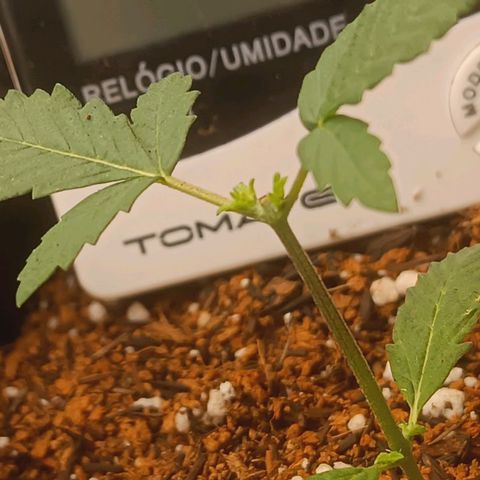 Cinderella 99 Auto  growlog photo: Resultado da poda de antes de ontem