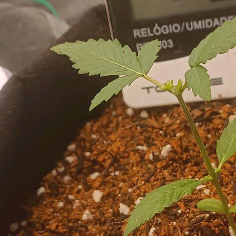 Cinderella 99 Auto  growlog photo: Resultado da poda de antes de ontem