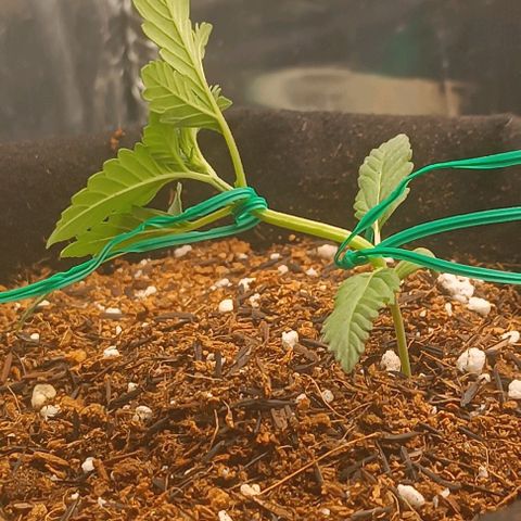 Canna Black Dragon Auto growlog timeline photo