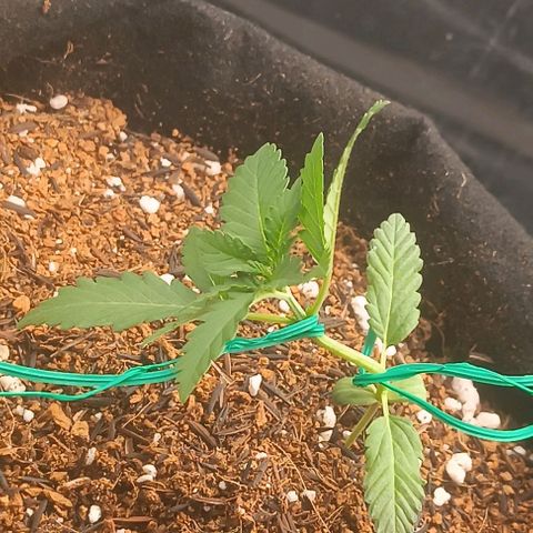 Canna Black Dragon Auto growlog timeline photo
