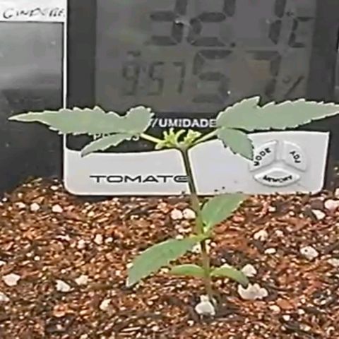 Cinderella 99 Auto  growlog photo: Reagindo bem a poda