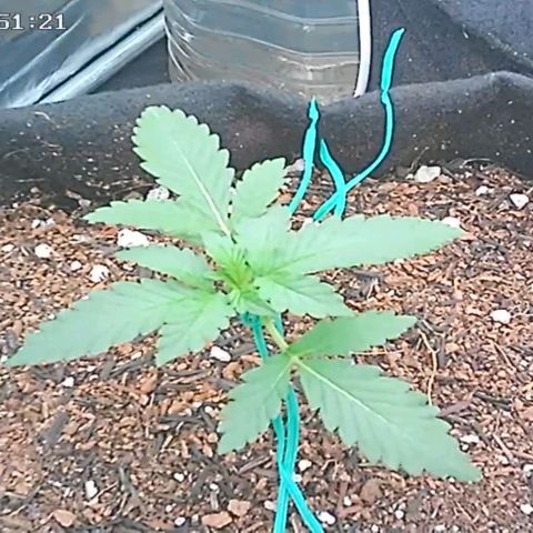 Canna Black Dragon Auto growlog photo: Reagindo bem ao LST