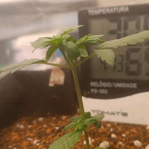 Cinderella 99 Auto  growlog photo: Um galho principal crescendo mais rápido do que o outro