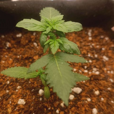 Cinderella 99 Auto  growlog photo: Um galho principal crescendo mais rápido do que o outro