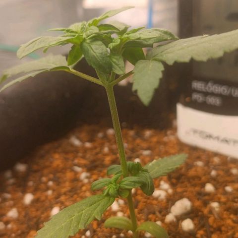 Cinderella 99 Auto  growlog photo: Um galho principal crescendo mais rápido do que o outro