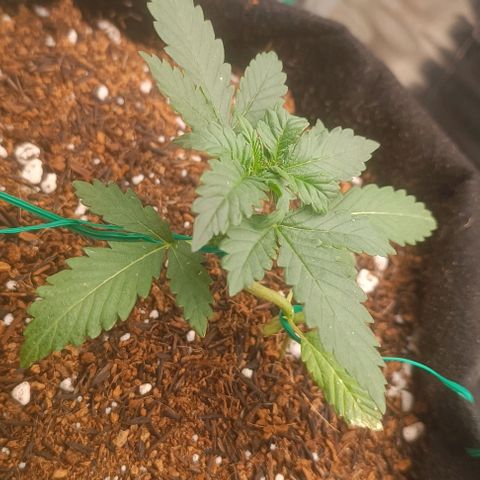 Canna Black Dragon Auto growlog photo: Continua respondendo bem ao LST, crescendo rápido