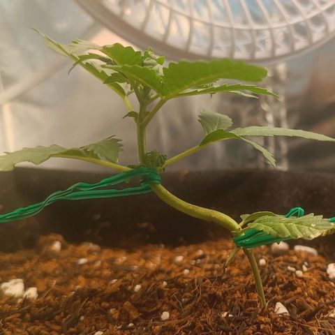 Canna Black Dragon Auto growlog photo: Continua respondendo bem ao LST, crescendo rápido