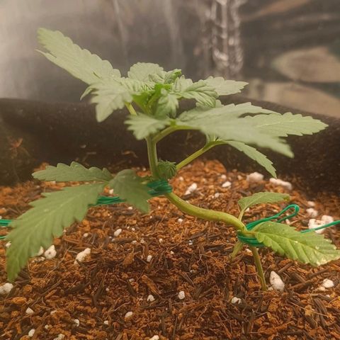 Canna Black Dragon Auto growlog photo: Continua respondendo bem ao LST, crescendo rápido