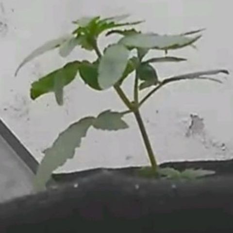 Cinderella 99 Auto  growlog timeline photo