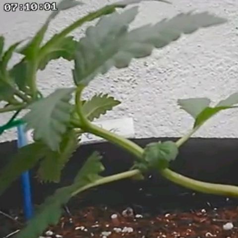 Canna Black Dragon Auto growlog timeline photo