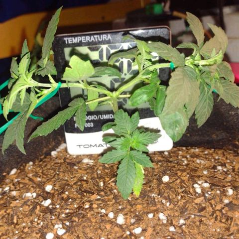 Cinderella 99 Auto  growlog photo: Desenvolvendo normalmente após a poda
Sem pragas