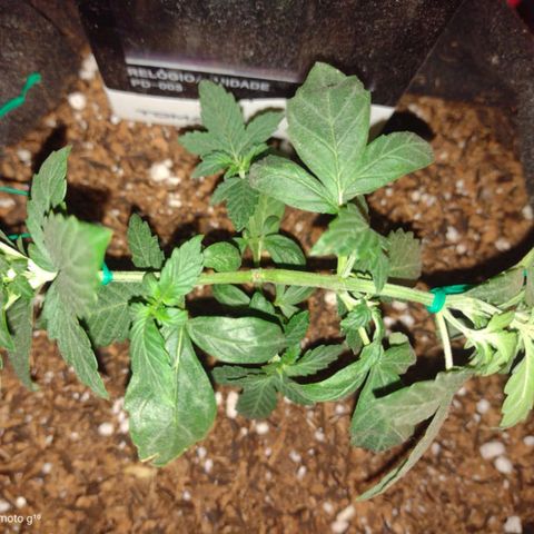 Cinderella 99 Auto  growlog photo: Desenvolvendo normalmente após a poda
Sem pragas