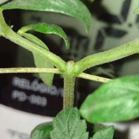 Cinderella 99 Auto  growlog photo: Desenvolvendo normalmente após a poda
Sem pragas
