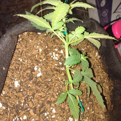 Canna Black Dragon Auto growlog photo: LST completo