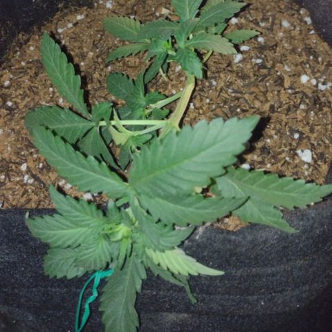 Canna Black Dragon Auto growlog photo: LST completo
