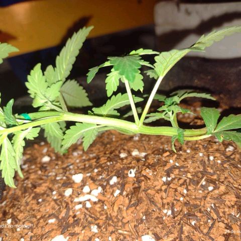 Canna Black Dragon Auto growlog photo: LST completo