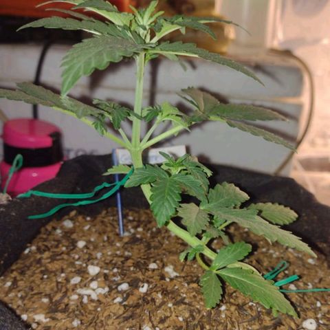 Canna Black Dragon Auto growlog photo: LST completo